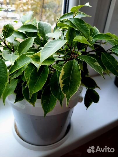 Фикус бенджамина