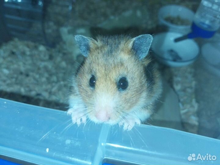 Сирийский хомяк бесплатно