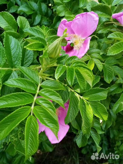 Китайская роза, малина красная и жёлтая смородина