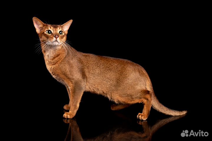 Абиссинский кот вязка