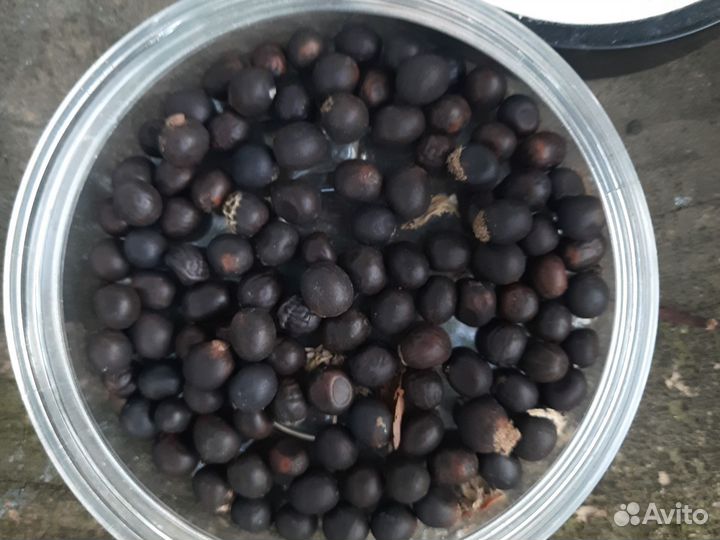 Семена канны