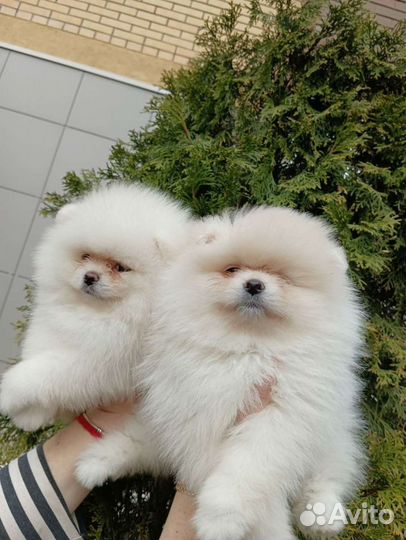 Померанский шпиц мини