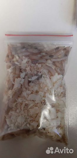 Черви для рыбалки