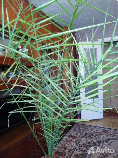 Финиковая пальма