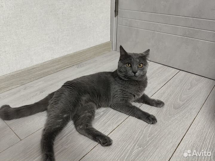 Котик в добрые руки