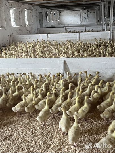 Гусята подрощенные порода Линда
