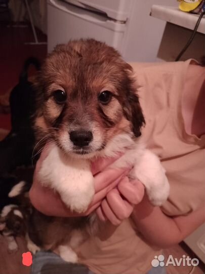 Собака в добрые руки отдам бесплатно