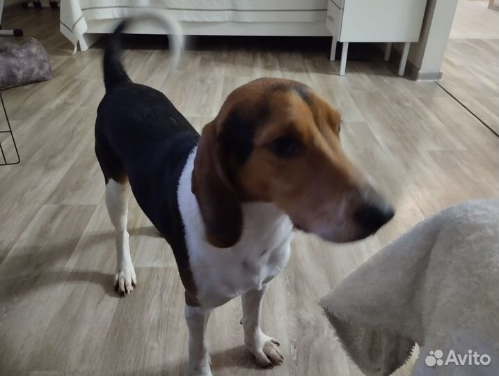 Эстонская гончая выжлец вязка