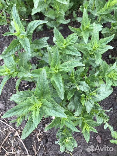 Мята (два вида)