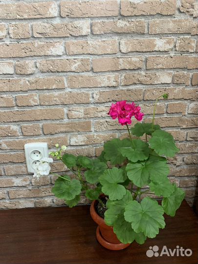 Пеларгония герань