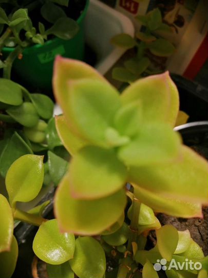 Комнатные цветочки