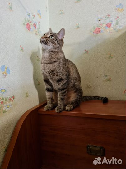 Кошка в дар бесплатно