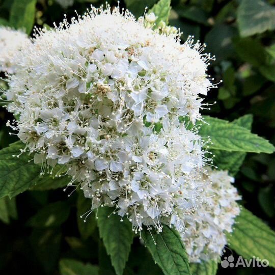 Спирея альбифлора