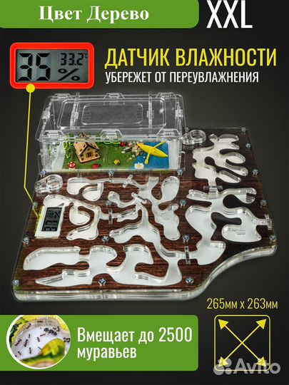 Муравьиная ферма 