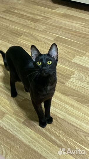 Бенгальский ориентал