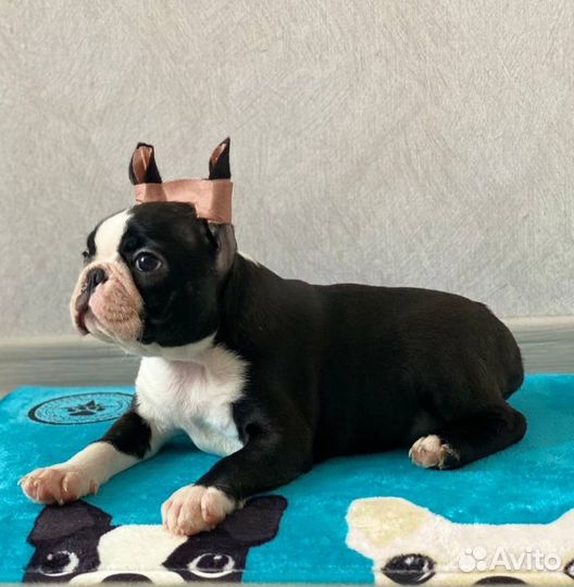 Щенок бостон терьер