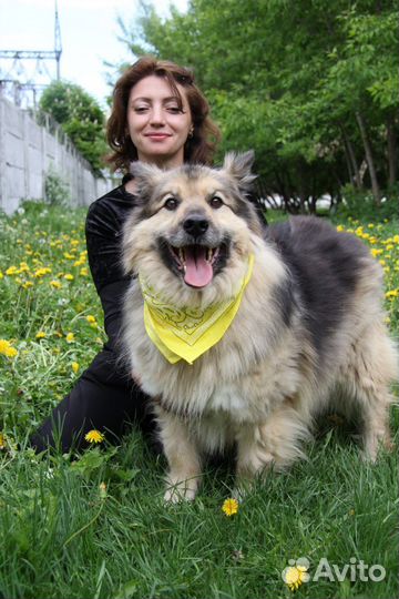 Собаки бесплатно