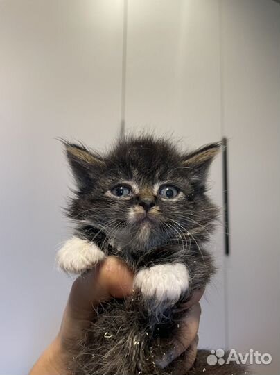 Котенок 1 месяц