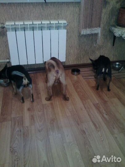 Передержка, транспортировка