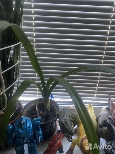 Амариллис розовый с белым, цветок как у Лилии