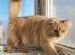 Абрикосовый красавец кот ищет дом