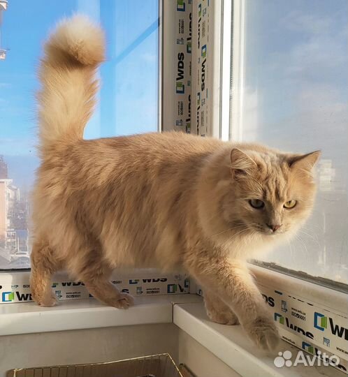 Абрикосовый красавец кот ищет дом