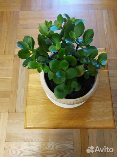 Комнатные цветы и суккуленты