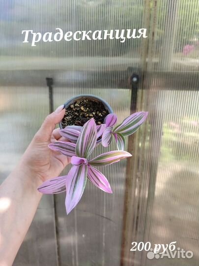 Аптения, плющ, традесканция, крестовник, пилея