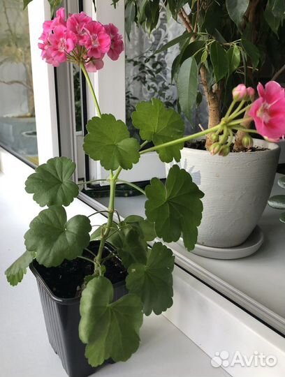 Королевская пеларгония (герань)