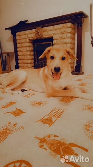 Собака в добрые руки отдам бесплатно