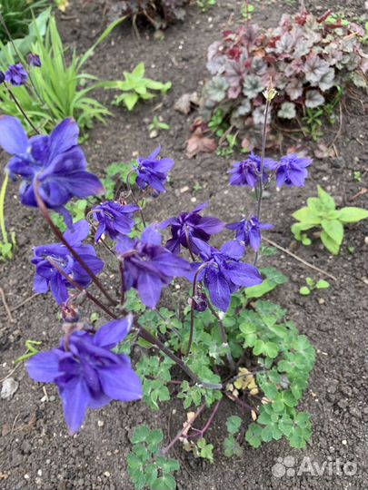 Садовые цветы на посадку