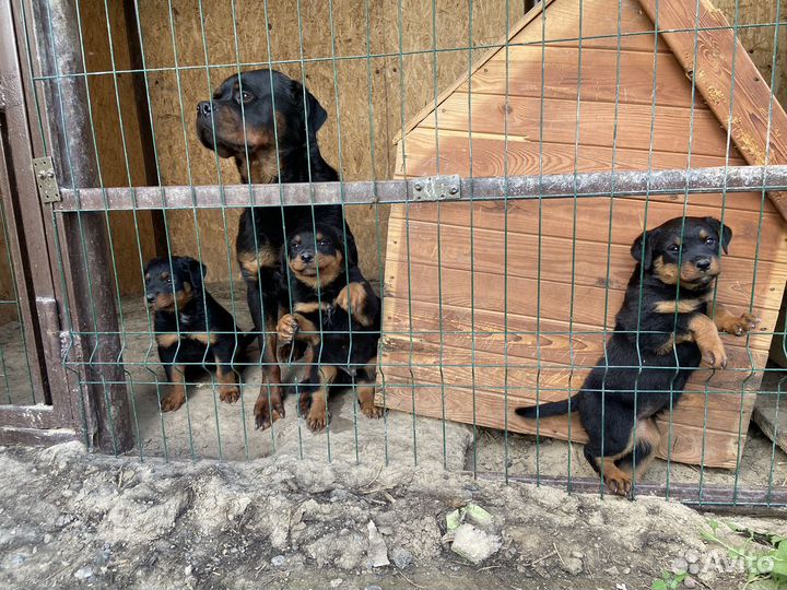 Ротвейлер