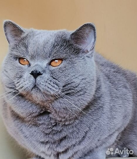 Британский кот. вязка
