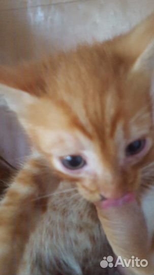 Кошка в дар