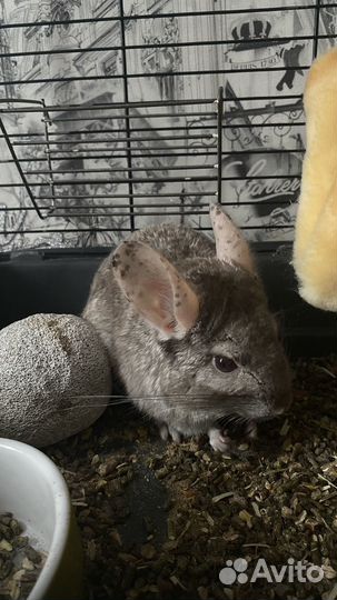 Шиншилла с клеткой
