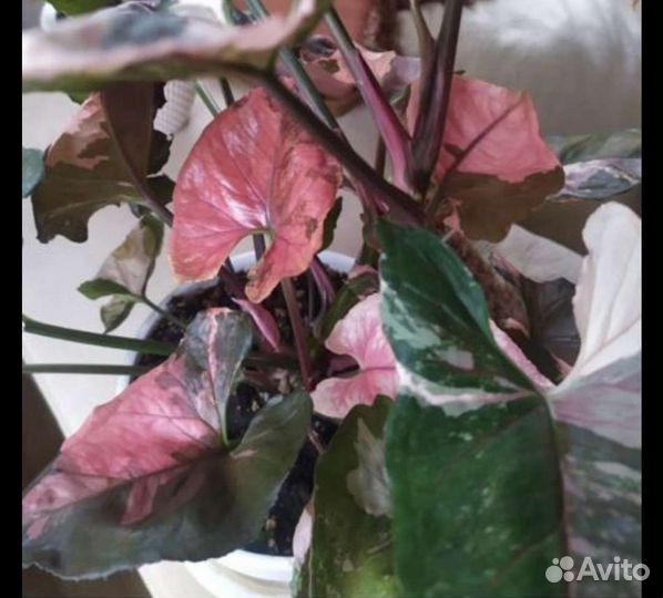 Ктенанта Лубберса,сингониумы