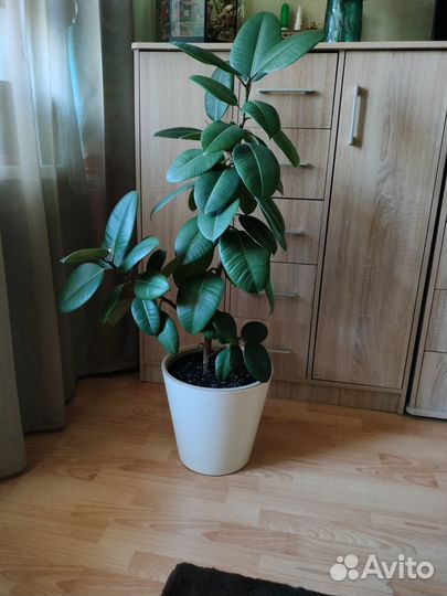 Фикус каучуконосный большой