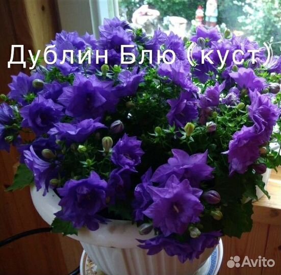 Кампанула жених и невеста