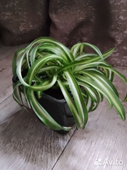 Хлорофитум сорта Бонни