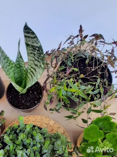 Комнатные растения цветы