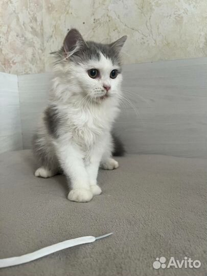 Кошка в дар