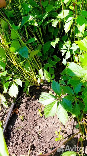 Девичий виноград(сеянцы оптом)