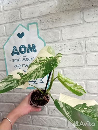 Монстера Альба