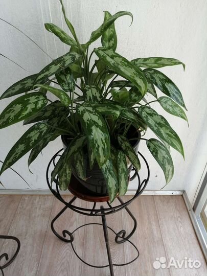 Аглаонема Трейба