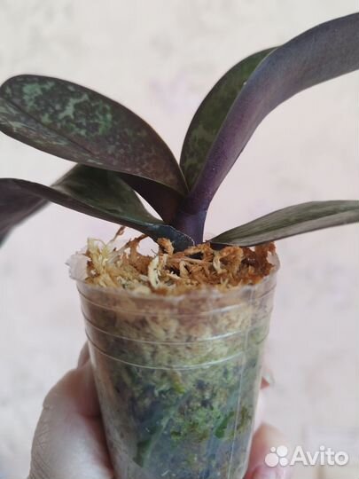 Орхидея Saribbian Sunset Schilleriana