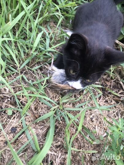 Котенок мальчик