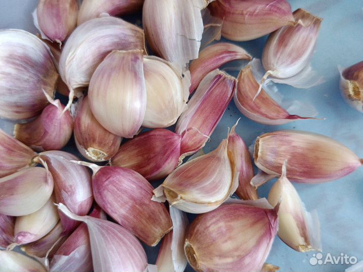 Чеснок на посадку