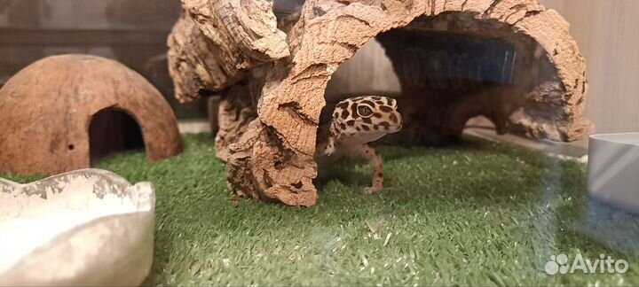 Эублефаров с террариумом
