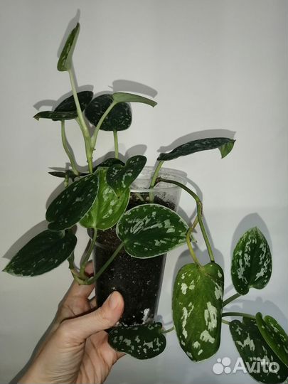 Сциндапсус Pictus Argyraeus. забронирован