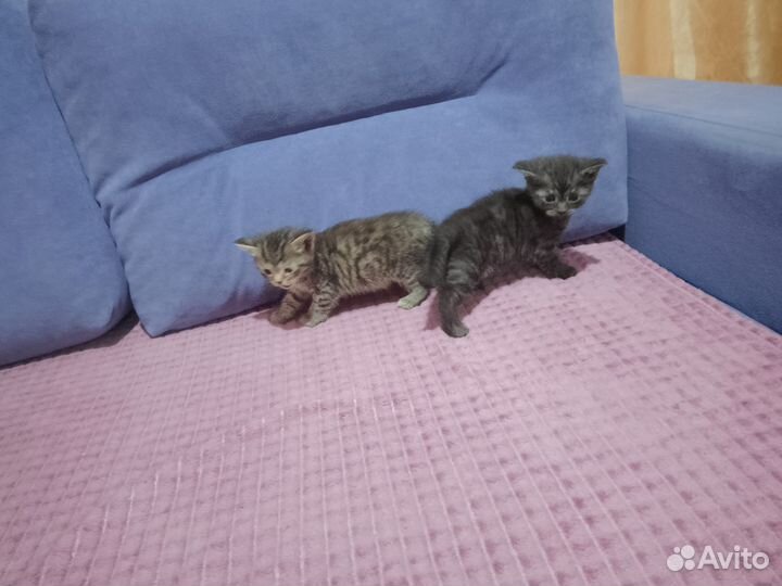 Котята